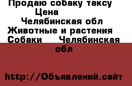 Продаю собаку таксу › Цена ­ 1 000 - Челябинская обл. Животные и растения » Собаки   . Челябинская обл.